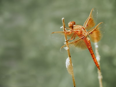 Red dragonfly
